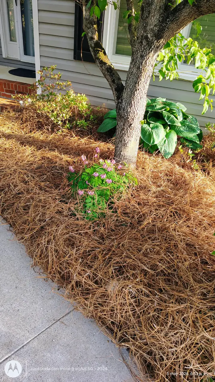 Recent landscaping job by Pastor Landscaping Services in Mocksville, NC