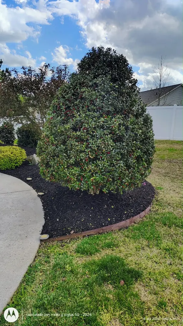 Holly shrub after trimming with fresh black mulch