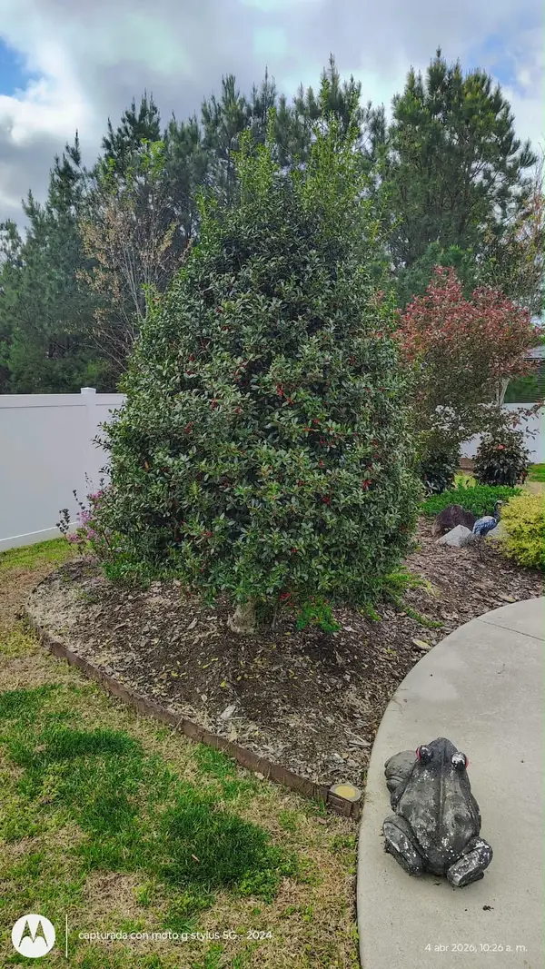Holly shrub before trimming with worn-out mulch