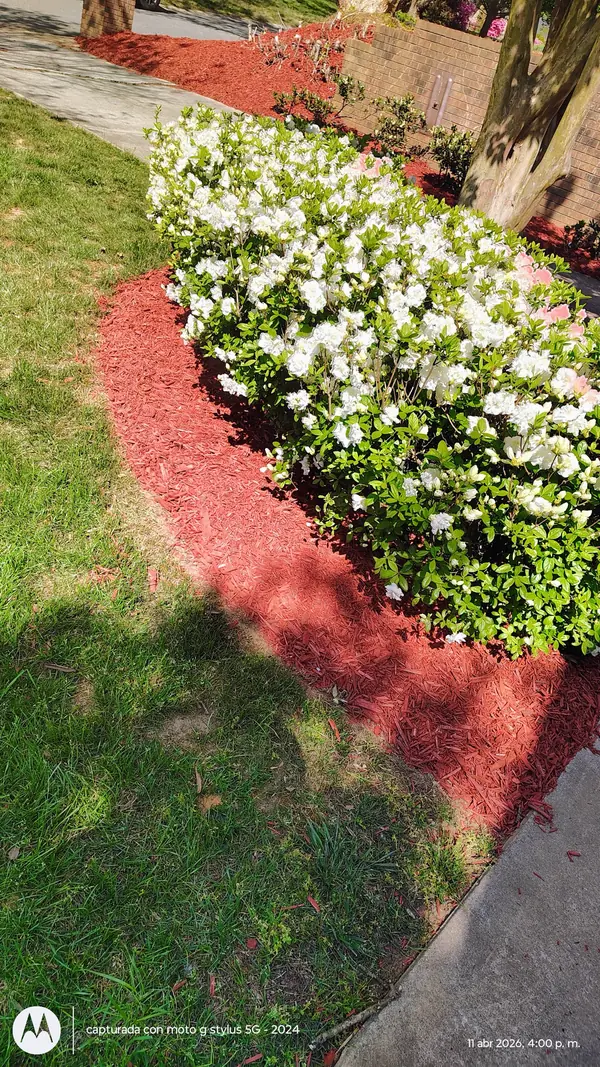 Red mulch installed along a bed of white azaleas in Davie County, NC