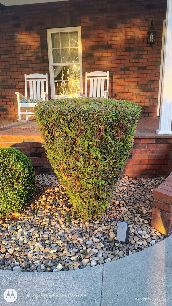 Nandina shrub shaped into a clean form by a front porch in Davie County, NC