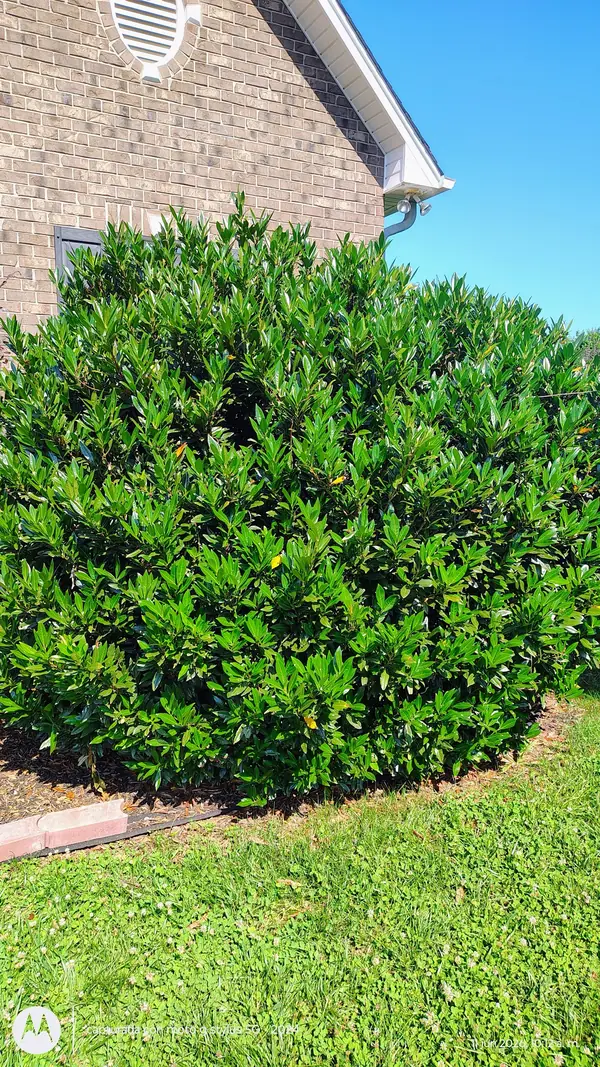 Large overgrown shrub ready for trimming