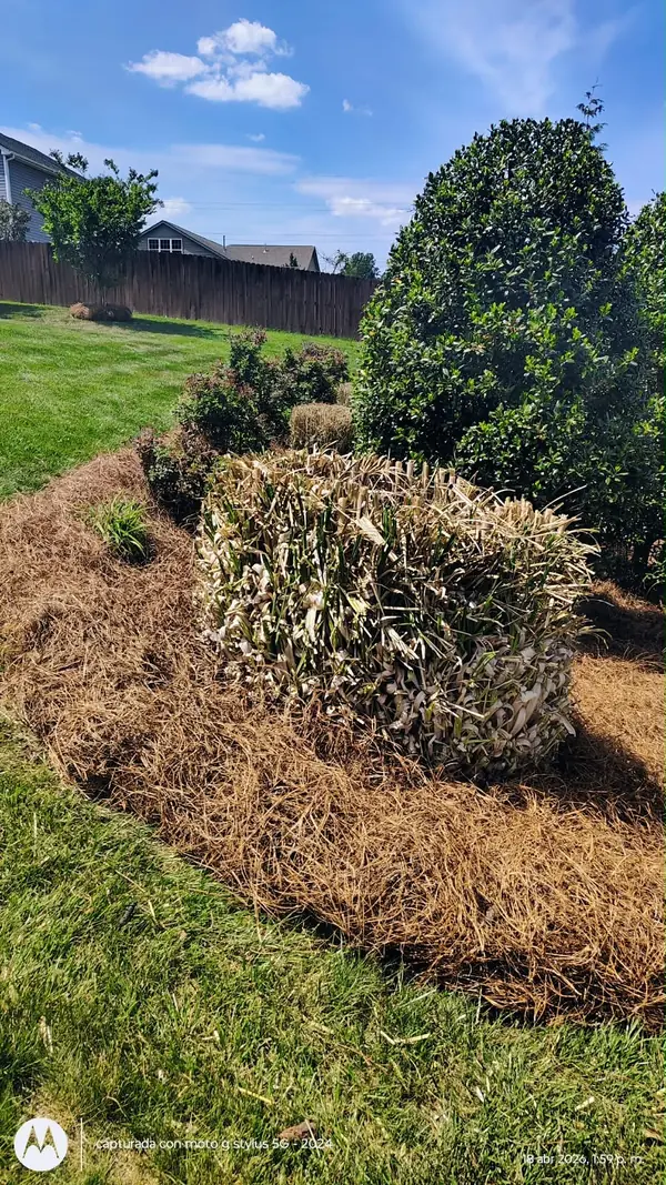 Landscape bed covered with fresh pine straw next to a lawn