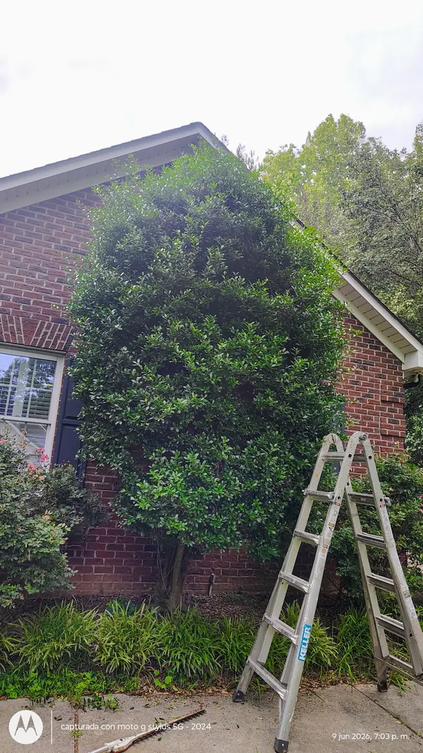 Tall shrub trimming job with ladder by a brick home